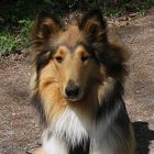 Langhaar Collie