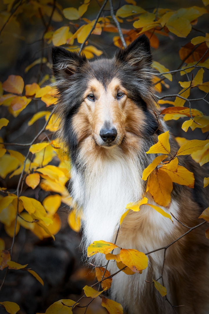 Langhaar-Collie im Herbstwald