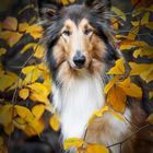 Langhaar-Collie im Herbstwald