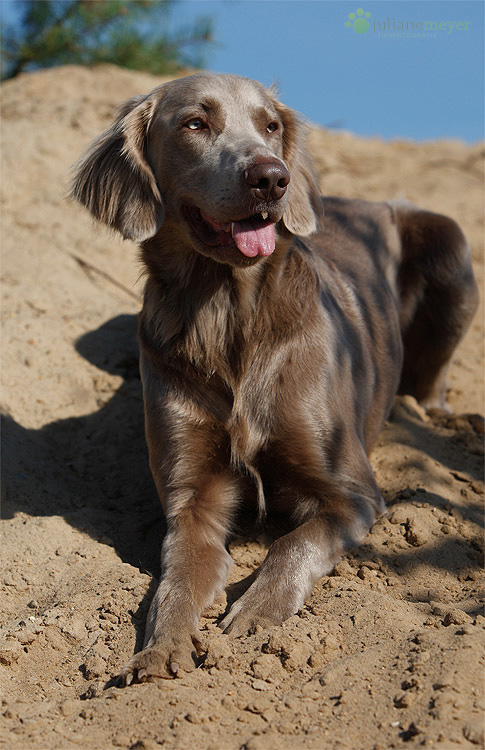 Langhaar Weimaraner