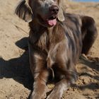 Langhaar Weimaraner