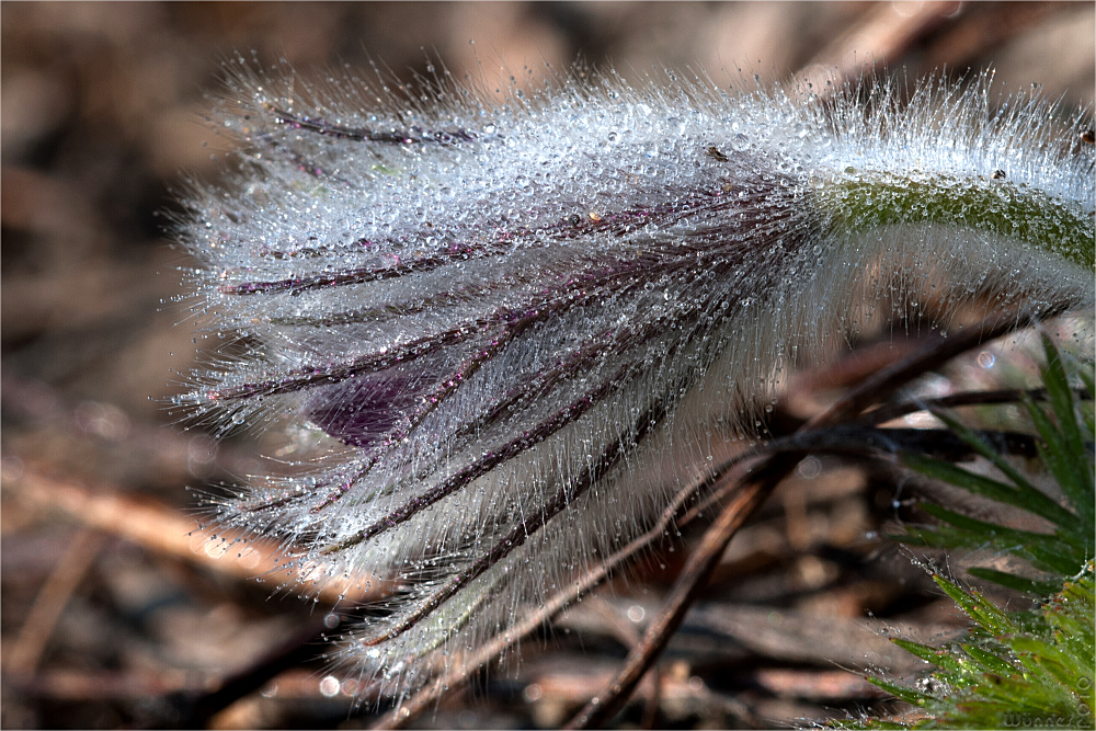 LanghaarBlüte