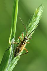 Langhaarige Dolchwanze (Leptopterna dolabrata)