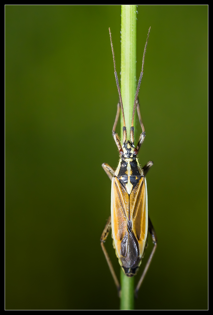 Langhaarige Dolchwanze (Leptopterna dolabrata)