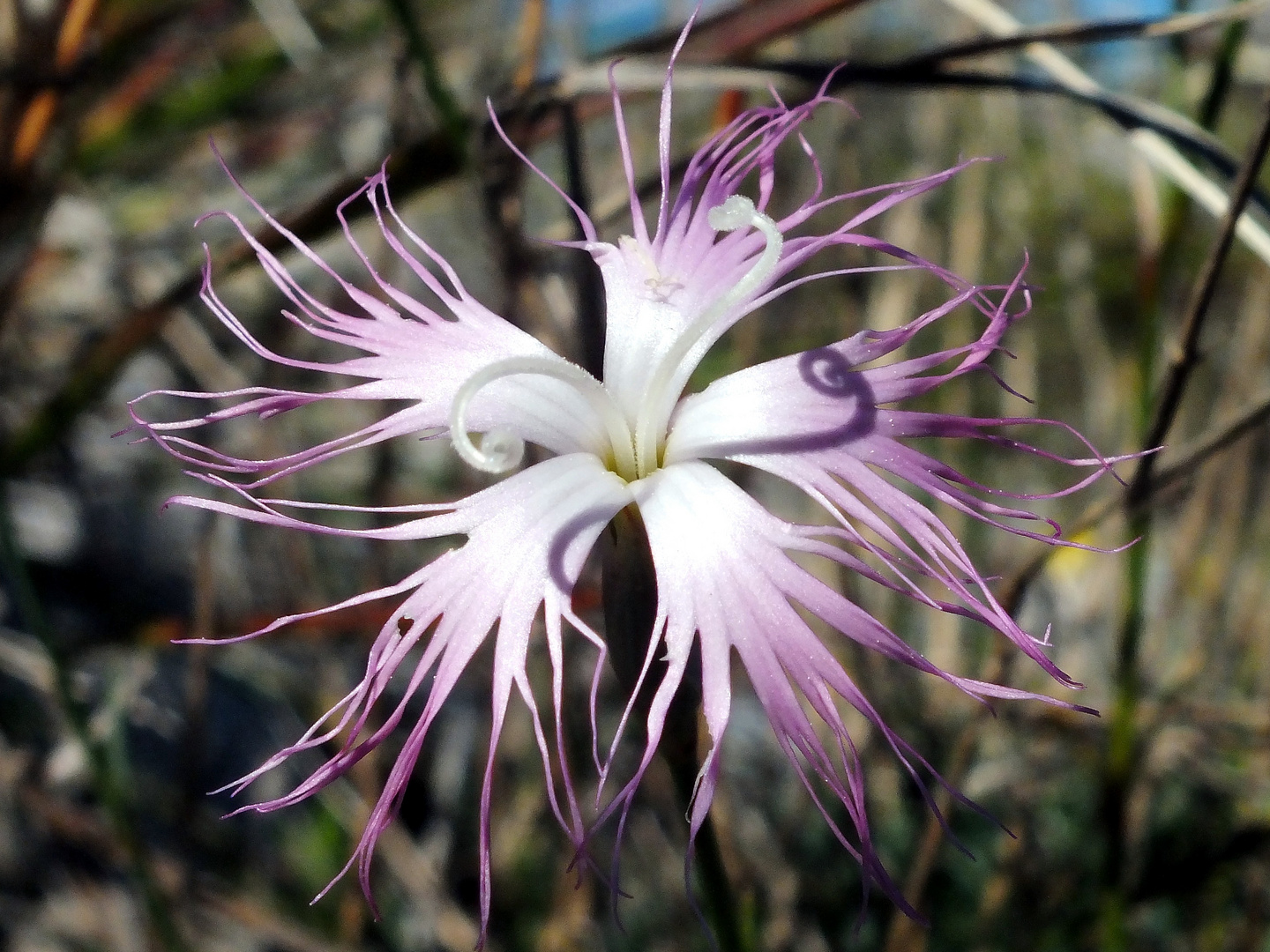 Langhaarige Nelke (Dianthus crinitus ssp. crinitus)