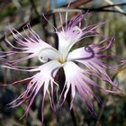 Langhaarige Nelke (Dianthus crinitus ssp. crinitus)