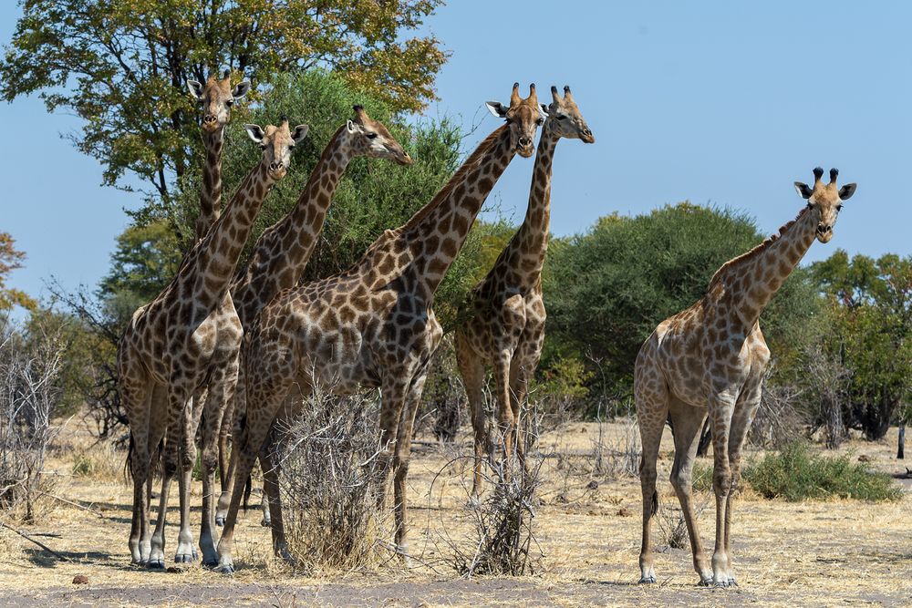 Langhälsiges Sextet