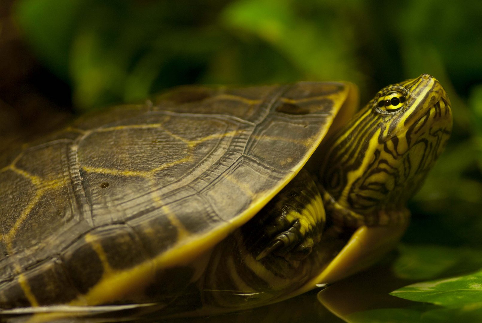 Langhalsschmuckschildkröte - fotografiert im Neu-Ulmer Terrarium