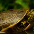 Langhalsschmuckschildkröte - fotografiert im Neu-Ulmer Terrarium