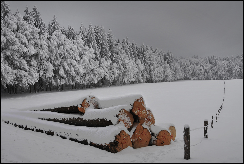 langholz im winterschlaf