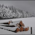 langholz im winterschlaf