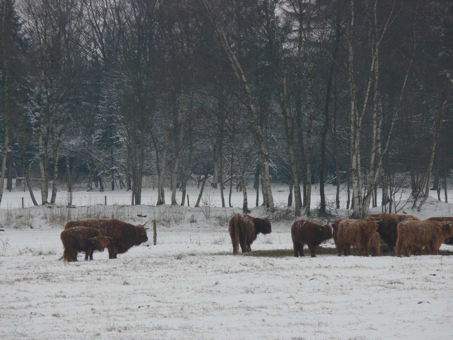 Langhorn-Rinder im Schnee