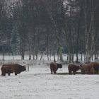 Langhorn-Rinder im Schnee