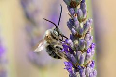 Langhornbiene am Lavendel