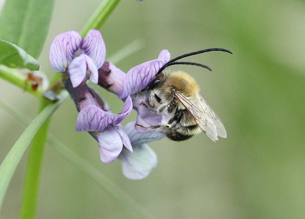 Langhornbiene (Eucera)