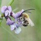 Langhornbiene (Eucera)