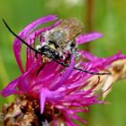 Langhornbiene (Eucera longicornis)