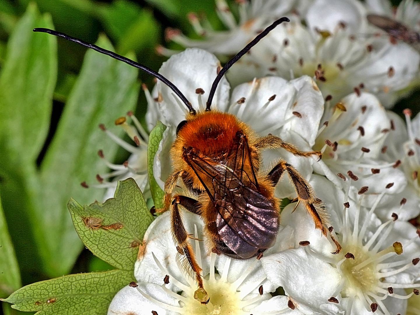 Langhornbiene (Eucera sp.)....