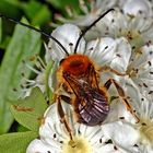 Langhornbiene (Eucera sp.)....