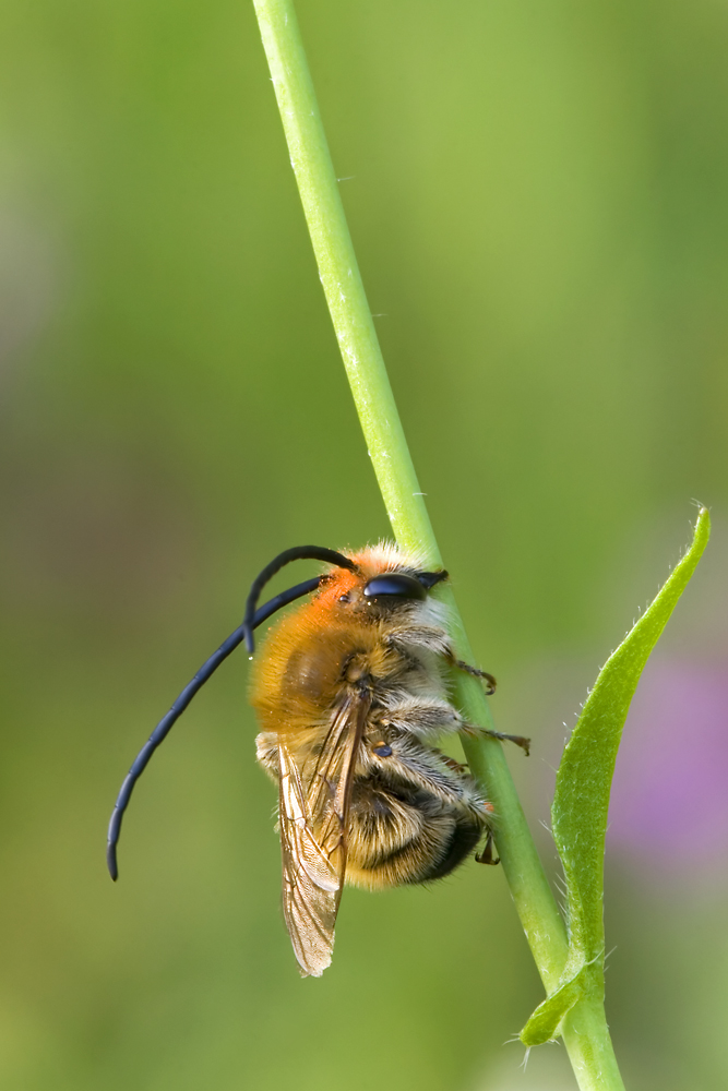 Langhornbiene - Eucera tuberculata