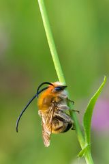 Langhornbiene - Eucera tuberculata