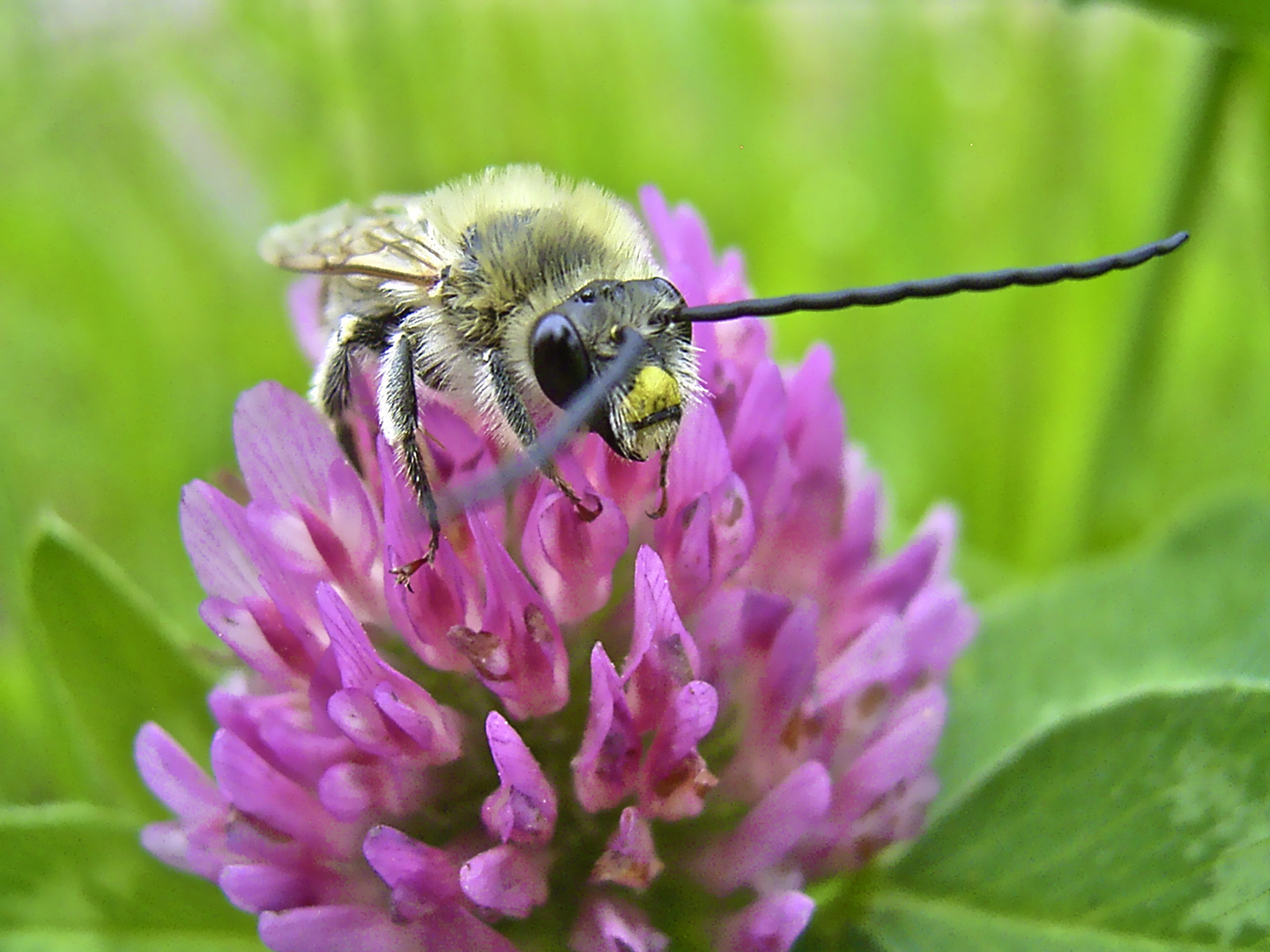 ... Langhornbienenmännchen ...