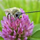 ... Langhornbienenmännchen ...