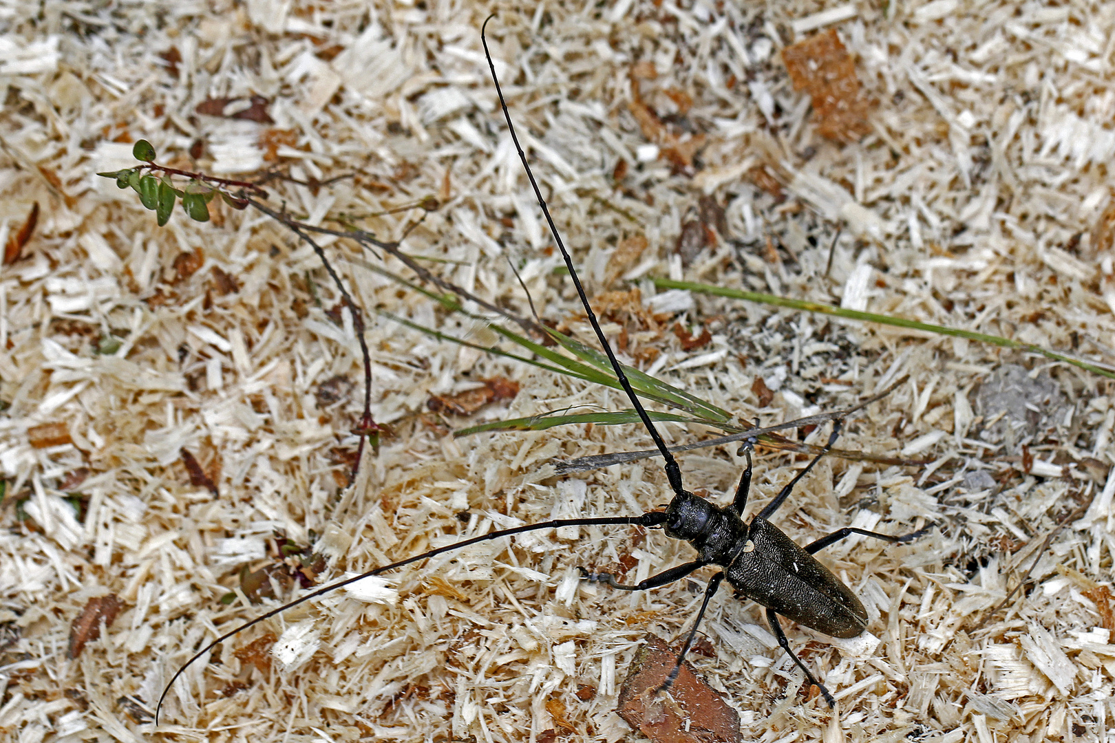 Langhornbock (Monochamus sartor)