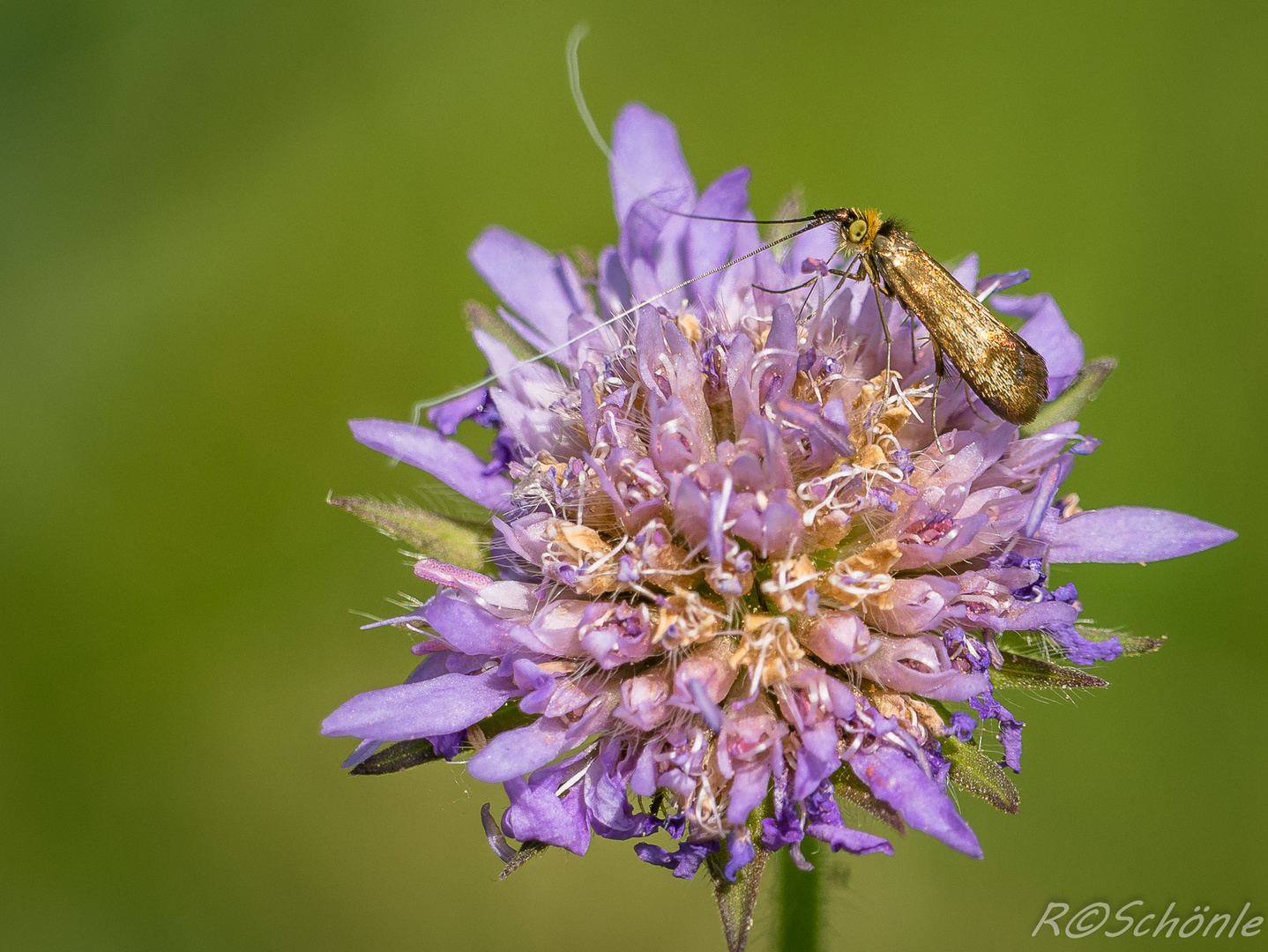 Langhornfalter "Nemophora metallica"