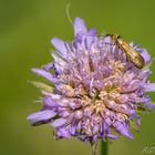 Langhornfalter "Nemophora metallica"