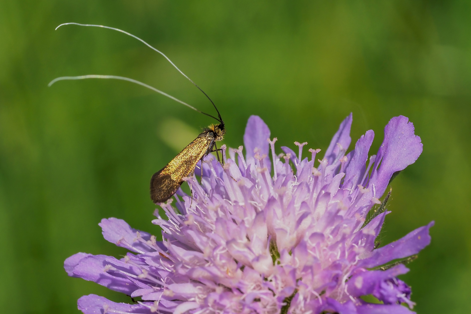 Langhornfalter (Nemophora metallica)