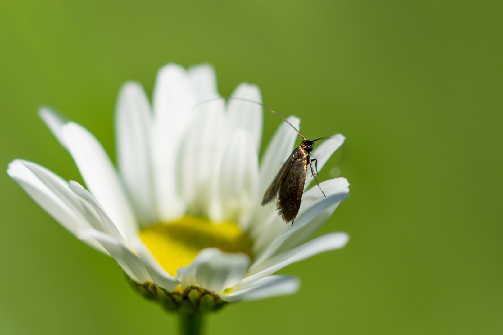 Langhornmotte Adela reaumurella