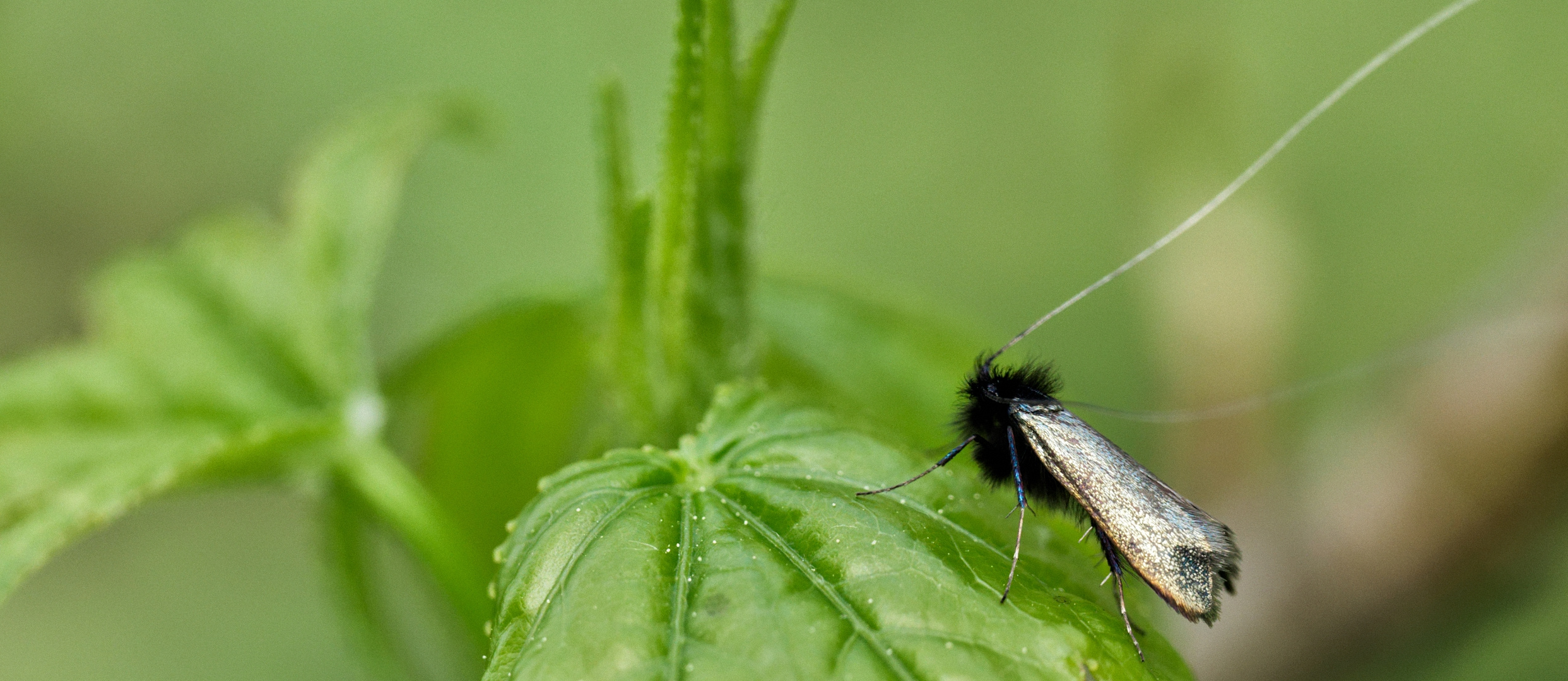 Langhornmotte Adela reaumurella