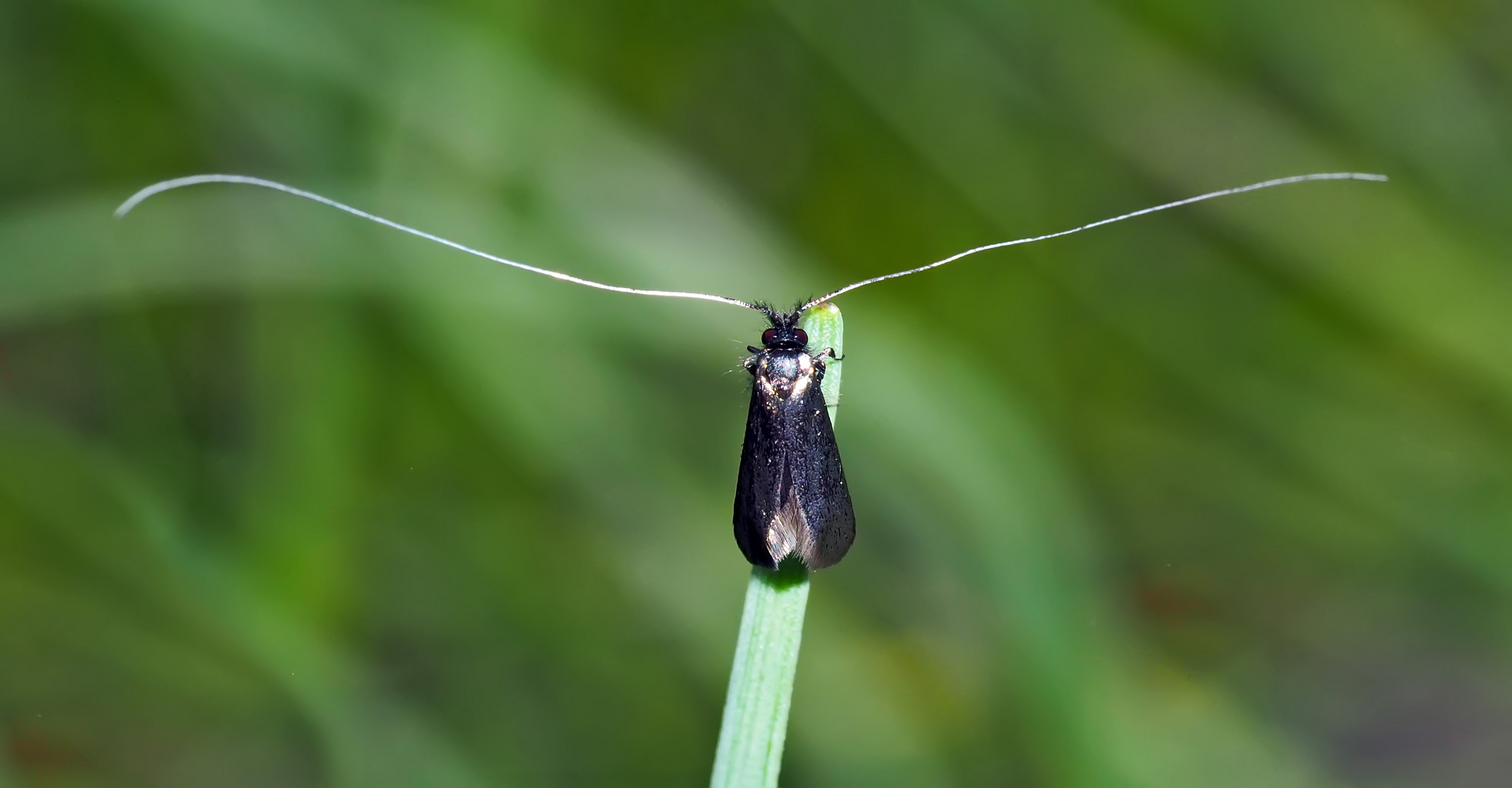 Langhornmotte (Adela reaumurella) - Un petit papillon qui s'appelle Adela...