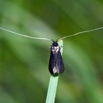 Langhornmotte (Adela reaumurella) - Un petit papillon qui s'appelle Adela...