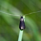 Langhornmotte (Adela reaumurella) - Un petit papillon qui s'appelle Adela...