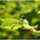 Langhornmotte (Adelidae)