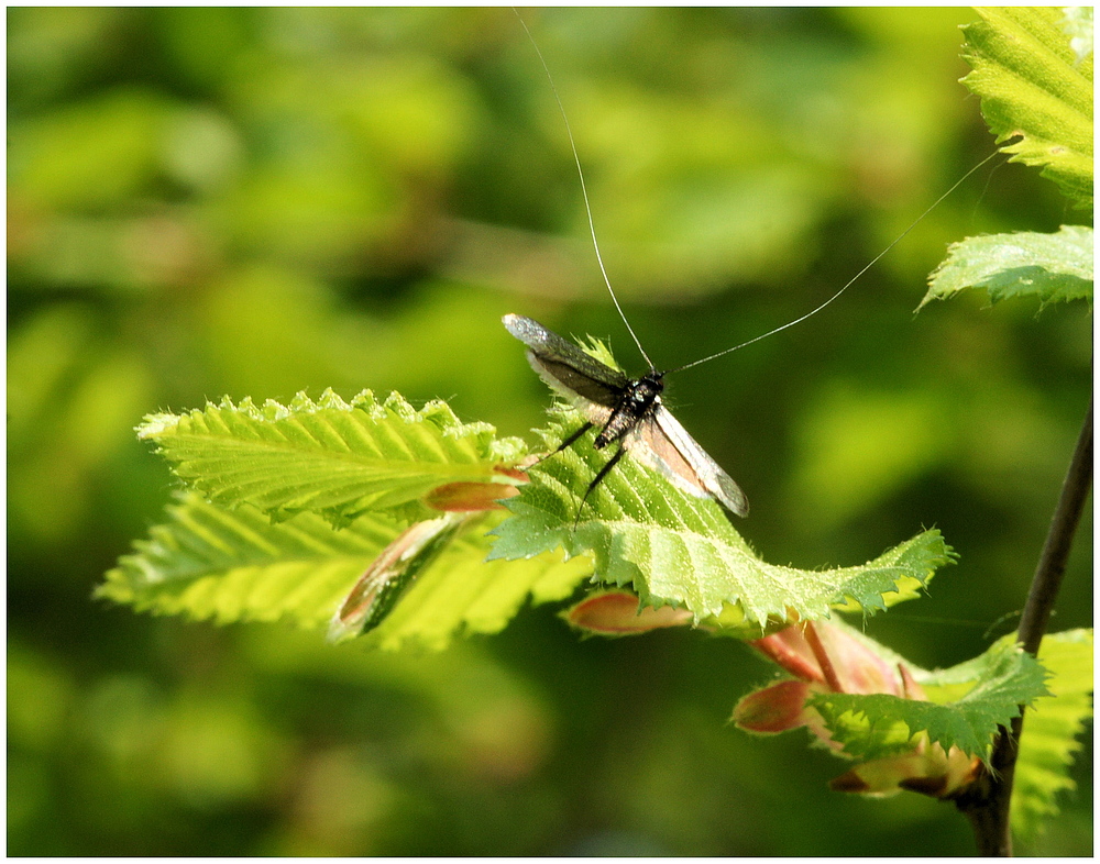 Langhornmotte (Adelidae)