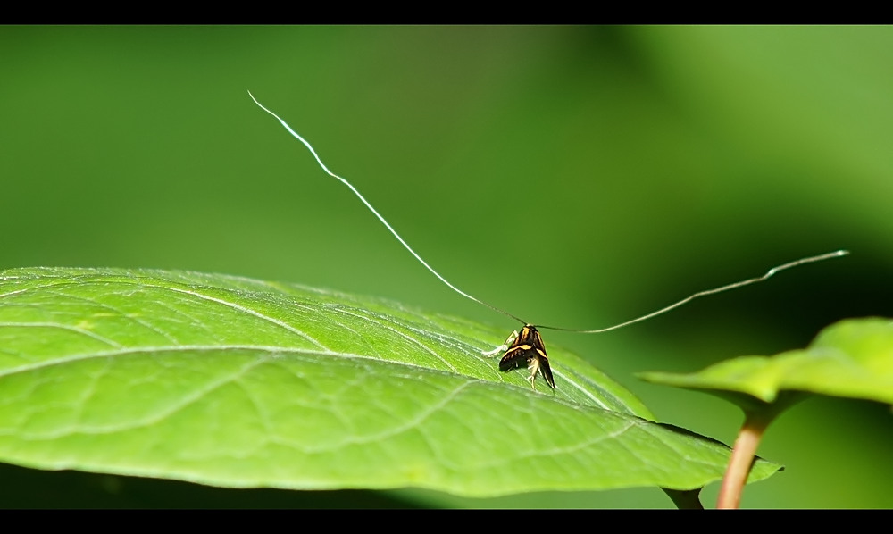 Langhornmotte (Adelidae)