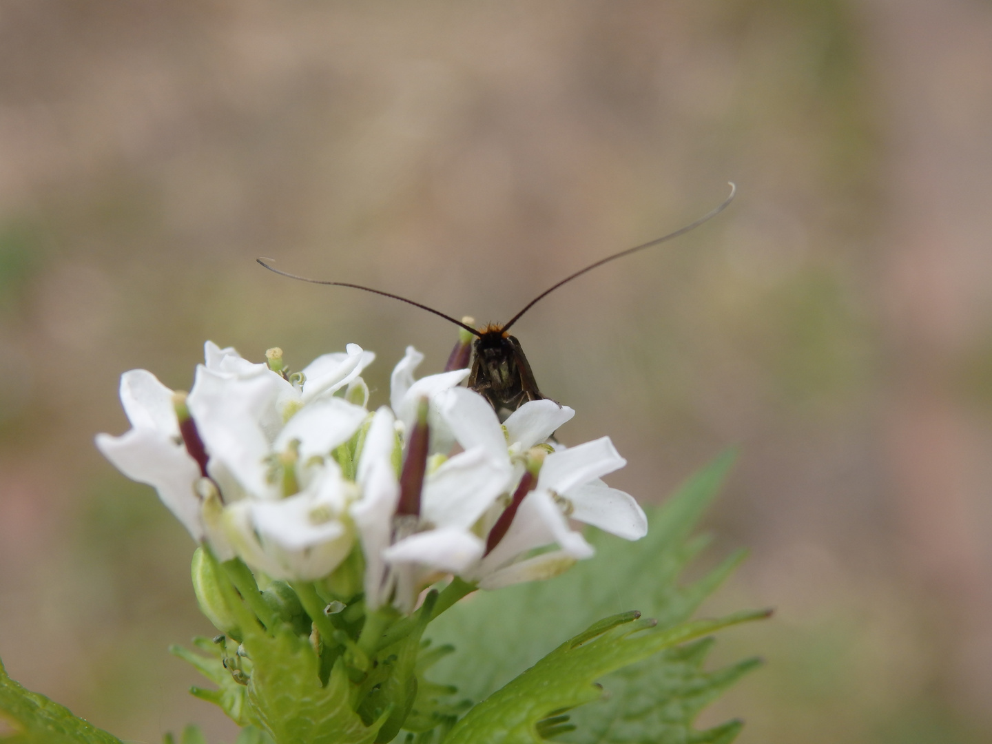 Langhornmotte Cauchas albiantennella oder rufifrontella??