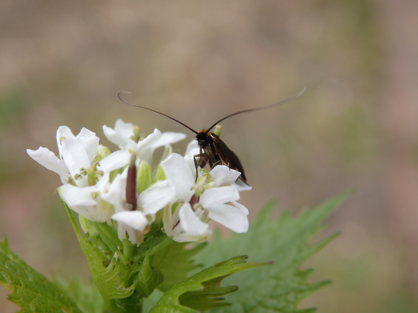 Langhornmotte Cauchas albiantennella oder rufifrontella??