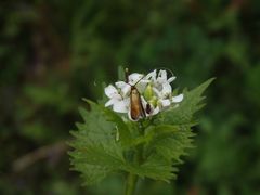 Langhornmotte Cauchas albiantennella oder rufifrontella??