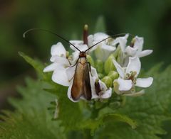 Langhornmotte Cauchas albiantennella oder rufifrontella??