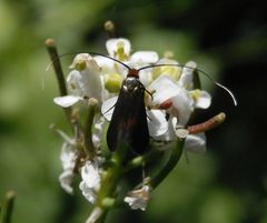 Langhornmotte Cauchas rufimitrella auf Knoblauchsrauke