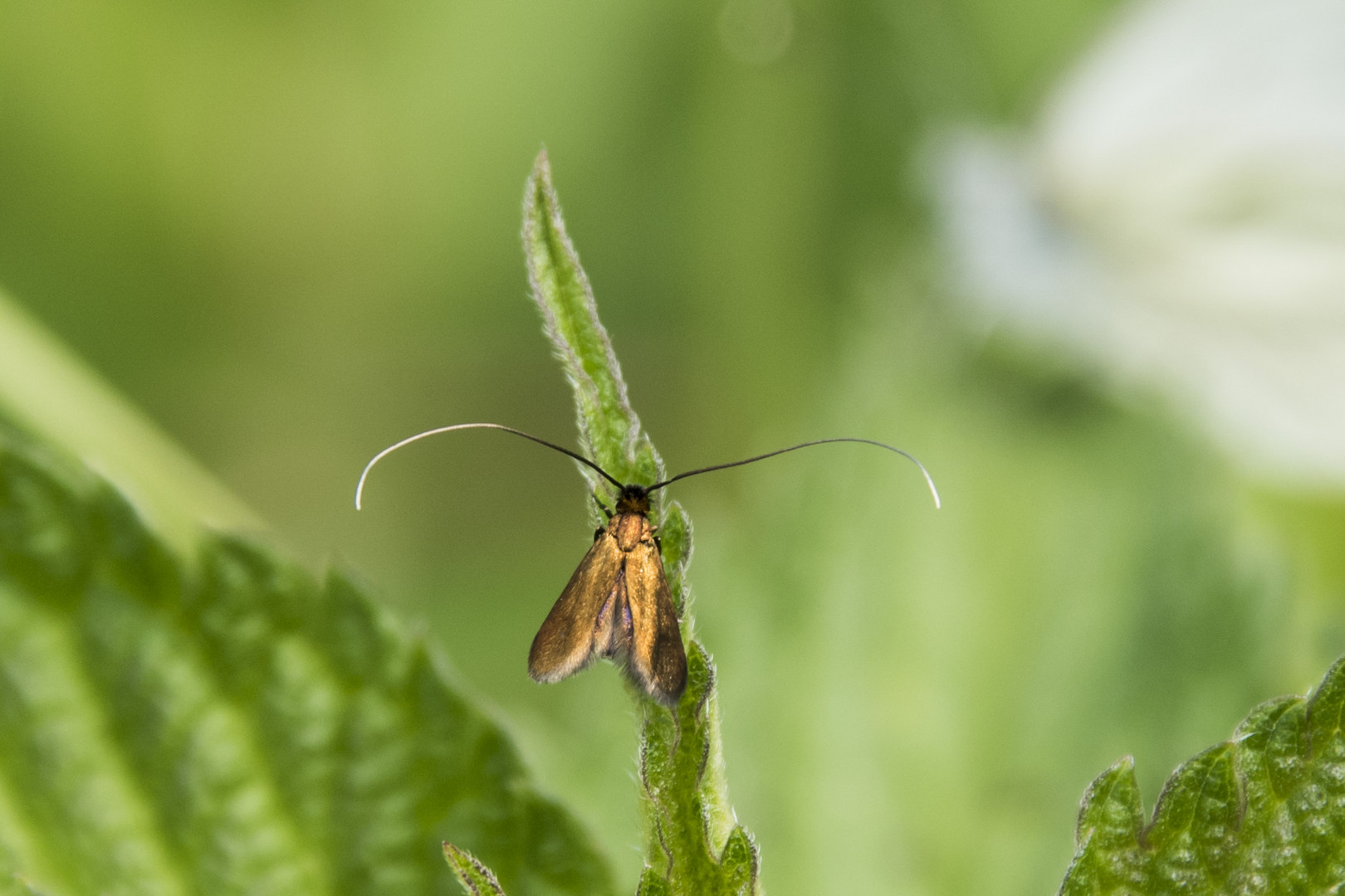 Langhornmotte - Cauchas rufimitrella