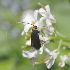 Langhornmotte Cauchas rufimitrella (?)