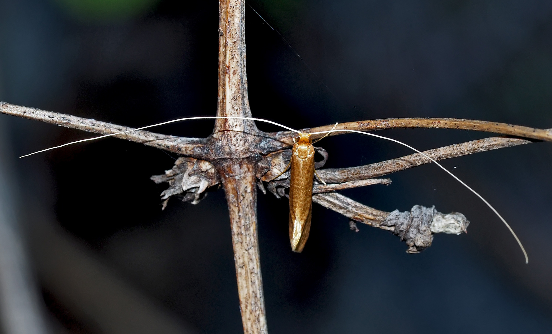 Langhornmotte (Nematopogon adansoniella) ? 