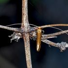 Langhornmotte (Nematopogon adansoniella) ? 