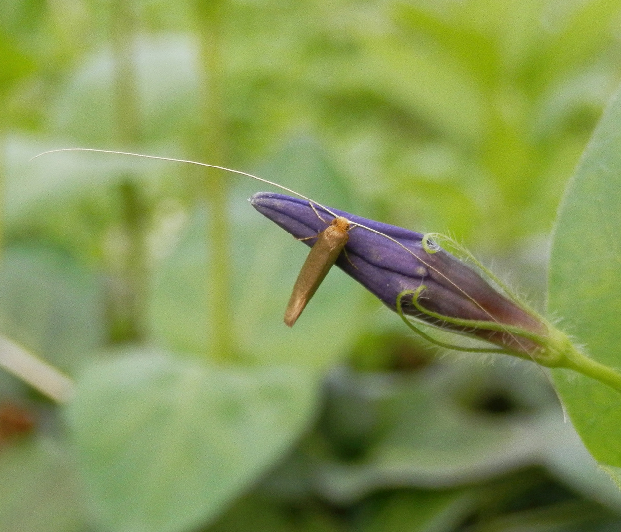 Langhornmotte (Nematopogon swammerdamella)