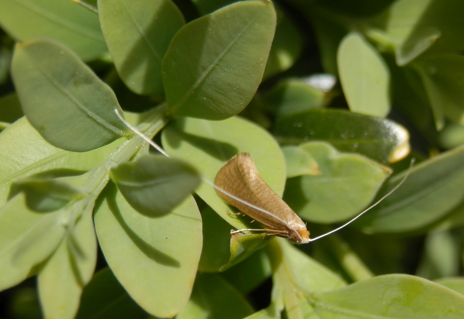 Langhornmotte (Nematopogon swammerdamella) - Zum Dritten